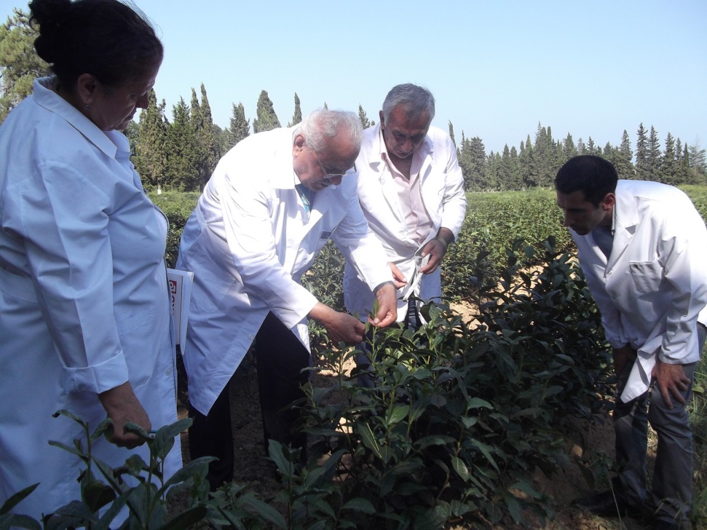 Lənkəran Regional Elmi Mərkəzində efir yağları və ekstraktla...